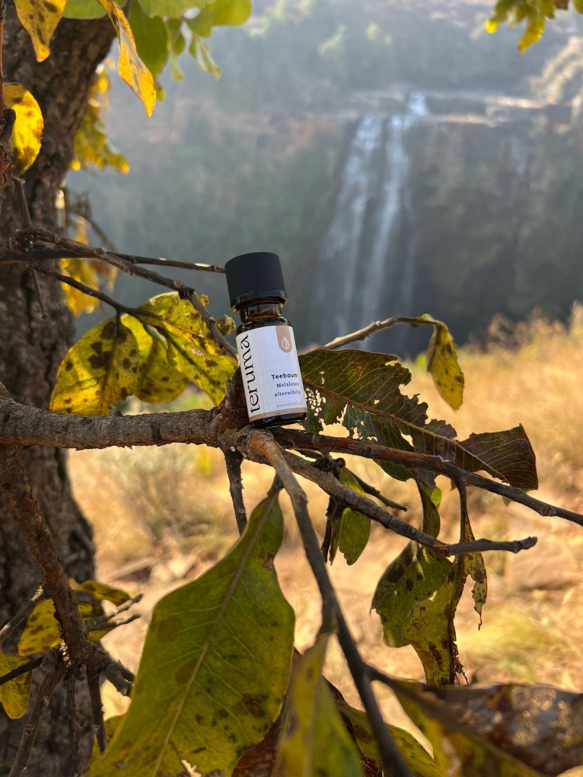 Teebaumöl I 10ml